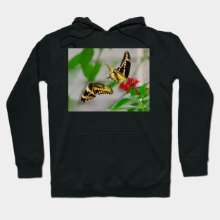 Tiger swallowtail butterflies Hoodie